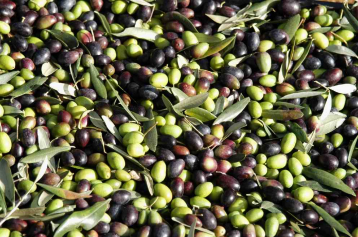 Cross Border Olive Plus, successo per l’evento del Parco dell’Olivo di Venafro