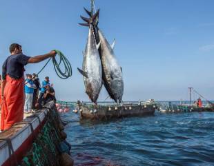 Firmato il decreto sul fermo pesca: da San Benedetto a Bari stop dal 16 agosto al 29 settembre