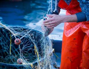 Credito d’imposta per imprese agricoltura e pesca, esteso il riconoscimento anche al 2025