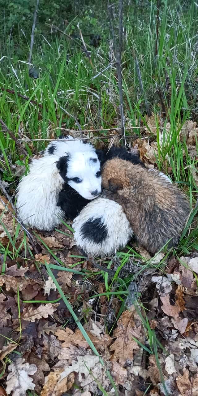 Cuccioli di cane abbandonati, aumenta il fenomeno nel territorio di Salcito