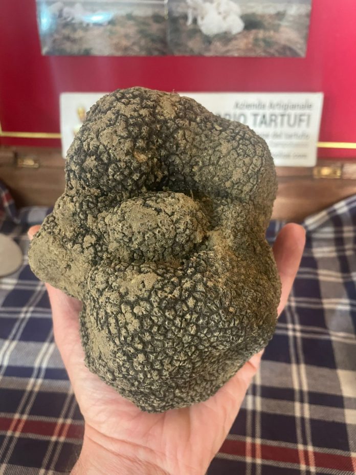 Pesa oltre un chilo il tartufo nero trovato nei boschi tra Busso e Oratino