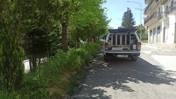 Esche killer a Poggio Sannita, nuovo intervento dei Carabinieri forestali
