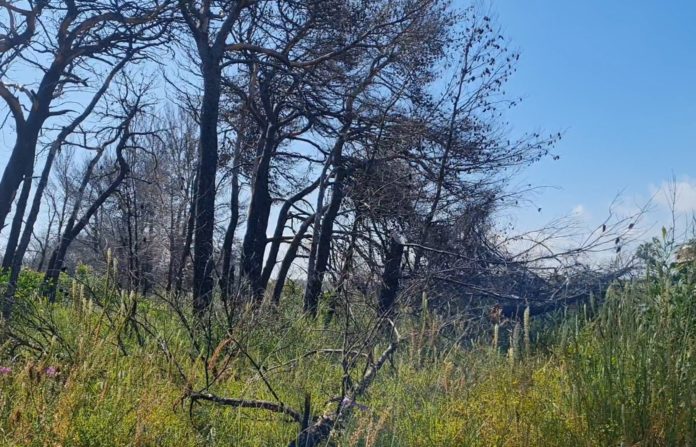 Nel 2021 fu distrutta dalle fiamme, partono i lavori di bonifica della pineta di Campomarino