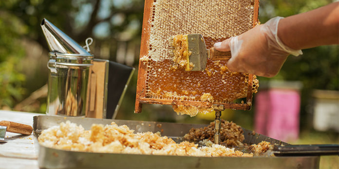 Festa del miele con l’Associazione Centro Storico Trivento Aps e l’Apiario di Comunita’ Valle del Trigno