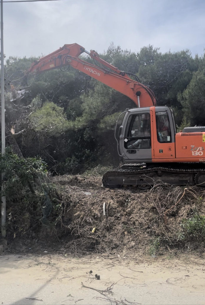 Campomarino, iniziati i lavori di bonifica alla pineta dopo l’incendio del 2021