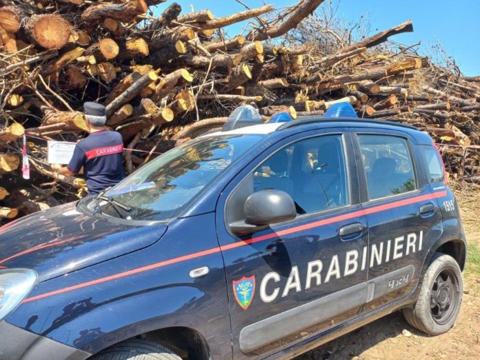 Alberi tagliati nella pineta di Campomarino, area sequestrata. Tra i reati contestati il furto di materiale legnoso e la distruzione di habitat protetti