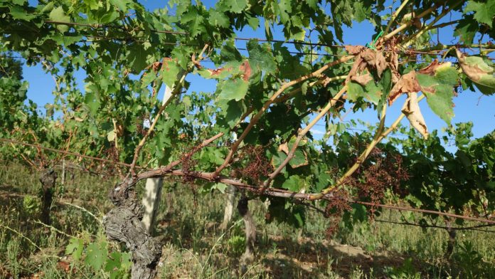Aziende vitivinicole in ginocchio: Cia, Confagricoltura e Coldiretti chiedono interventi alla Regione