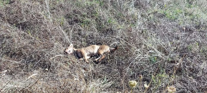 Trivento, investito un esemplare maschio di lupo appenninico. Sotto sedazione, è stato trasferito al CRAS di Montedimezzo per le cure
