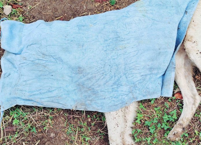Cane ucciso a Monteroduni, domani mattina gli esami sul corpo