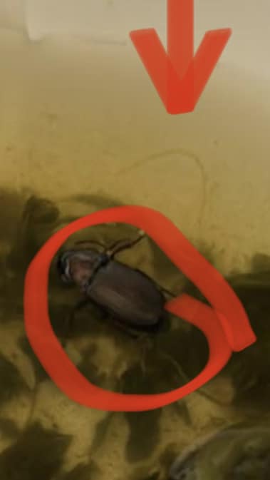 Scarafaggio nel piatto del pranzo a una paziente, choc al Cardarelli