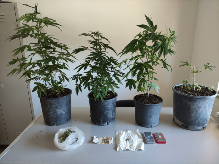 Castelverrino, Carabinieri scoprono piccola piantagione di cannabis sul terrazzo di una casa: segnalato un giovane