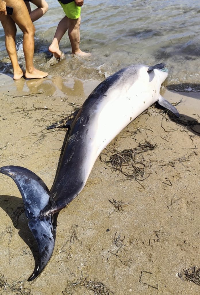 Termoli, delfino morto sulla spiaggia con una rete da pesca in bocca. PlasticFree: “È vittima dell’incuria umana verso l’ambiente marino.”