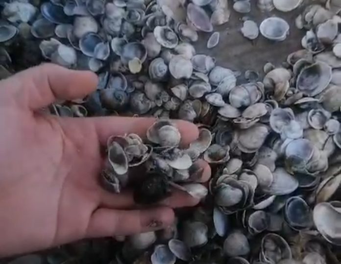 Morìa di vongole, per la marineria di Termoli una batosta