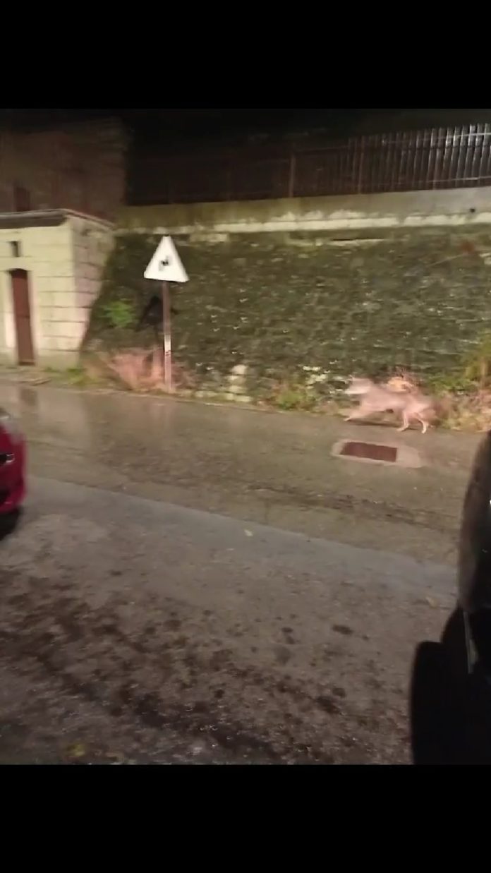 Un lupo a spasso nel pieno centro di Trivento, ripreso a distanza ravvicinata da un passante