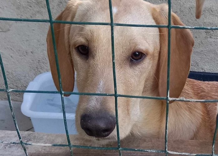 Larino, impiccano cagnolina. S’indaga per individuare il responsabile