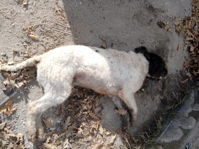 Strage di cani nella tartufaia: bonifica grazie ad un pastore belga cani avvelenati