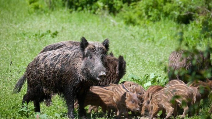 Cinghiali, Coldiretti Molise: “Bene caccia di selezione e selecontrollo, ma ora serve il piano straordinario di gestione”