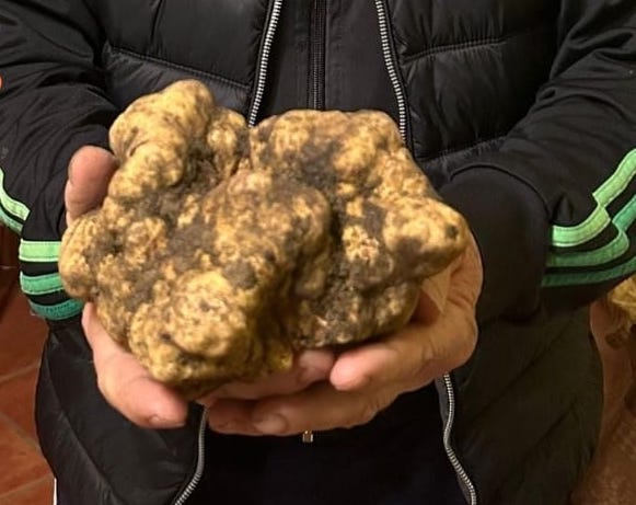 Tartufi, in Molise i cercatori ufficiali sono più di 5mila. In vigore nuove norme