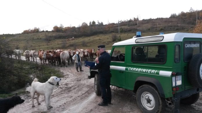 Spostamenti irregolari di pecore e mucche, due allevatori denunciati per falsità ideologica