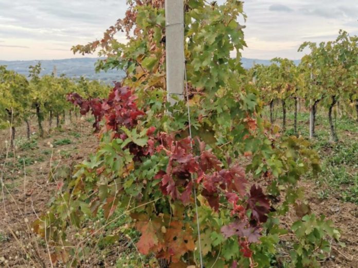 In Molise si annuncia una vendemmia di elevata qualità. Lo dicono gli esperti del settore