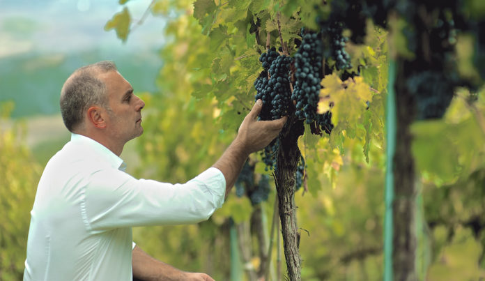 Vino: per il Molise arriva stagione positiva, produzione doppia rispetto allo scorso anno