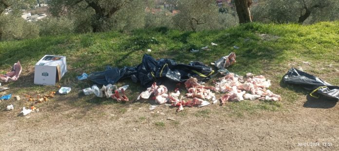 Resti di un maiale abbandonati in strada a Venafro maiale venafro