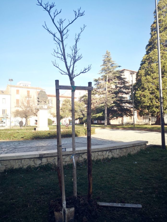 Campobasso: dai quadri raccolti all’isola ecologica, due nuovi alberi in piazza Musenga