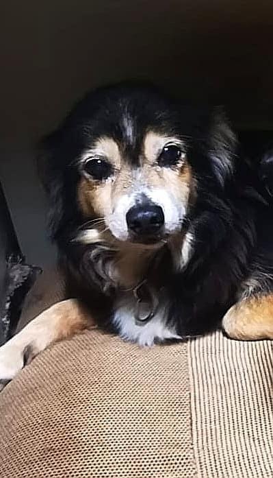 Cagnolino disperso: cercasi Isa disperatamente