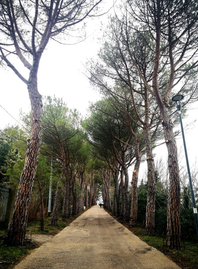 Campobasso, piantati pini lungo Viale della Rimembranza