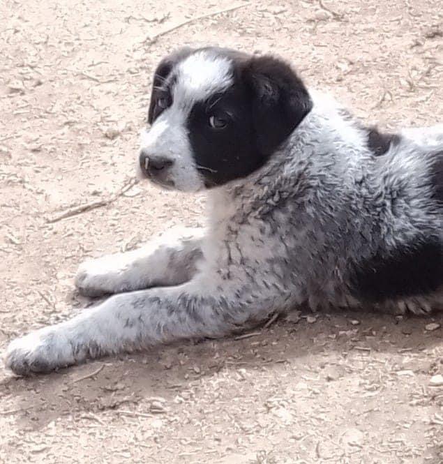 Mirabello Sannitico, una cagnolina di tre mesi abbandonata cerca casa