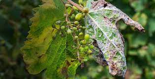 Danni da peronospora, via libera del ministero alle misure d’intervento