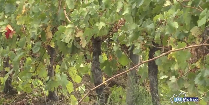 Danni alla vendemmia, Patriciello: “Da Bruxelles stanziati 60 milioni.”