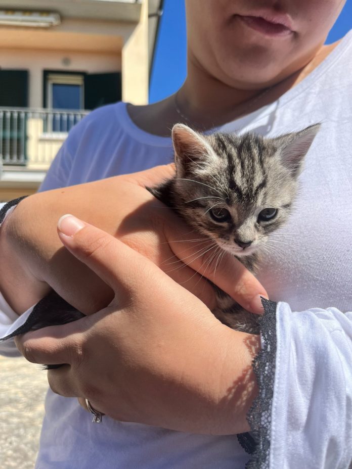 Campobasso: dolce micina già svezzata cerca casa, l’appello