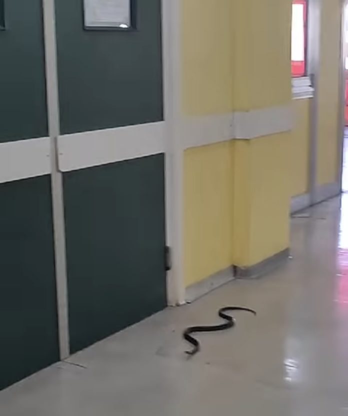 Serpente “s’intrufola” al San Timoteo, intervento dei vigili del fuoco