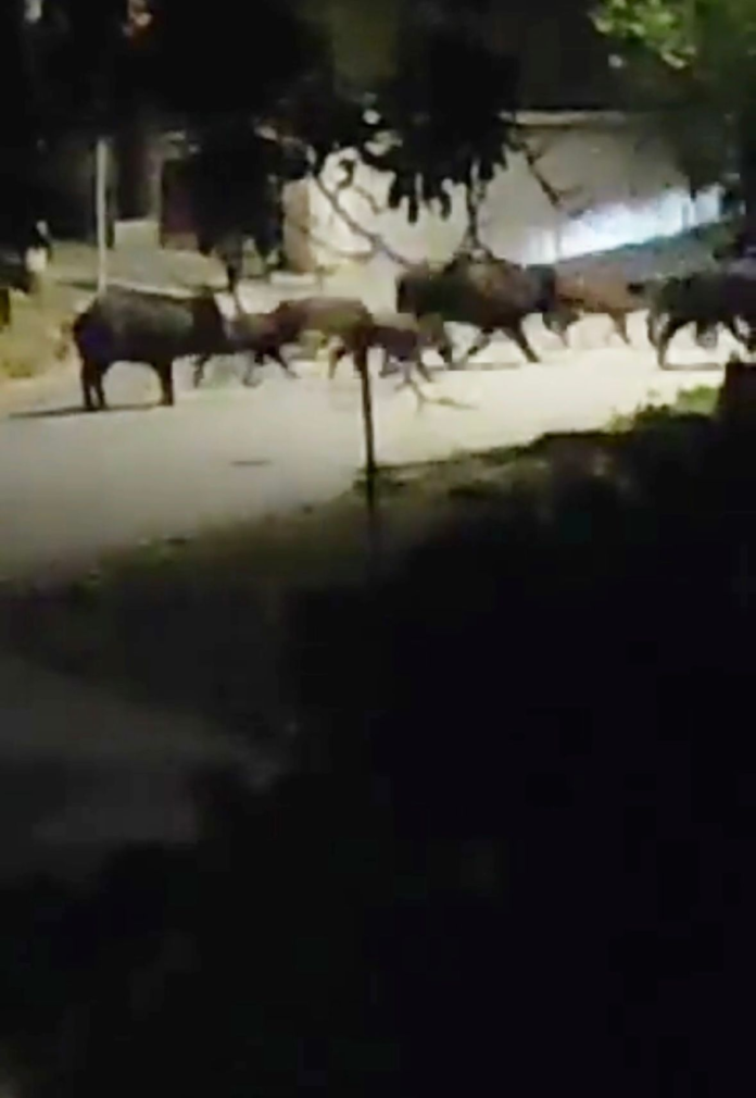Branco di 30 cinghiali in contrada Colle dell’Orso a Campobasso. “Una situazione grave” commentano i residenti