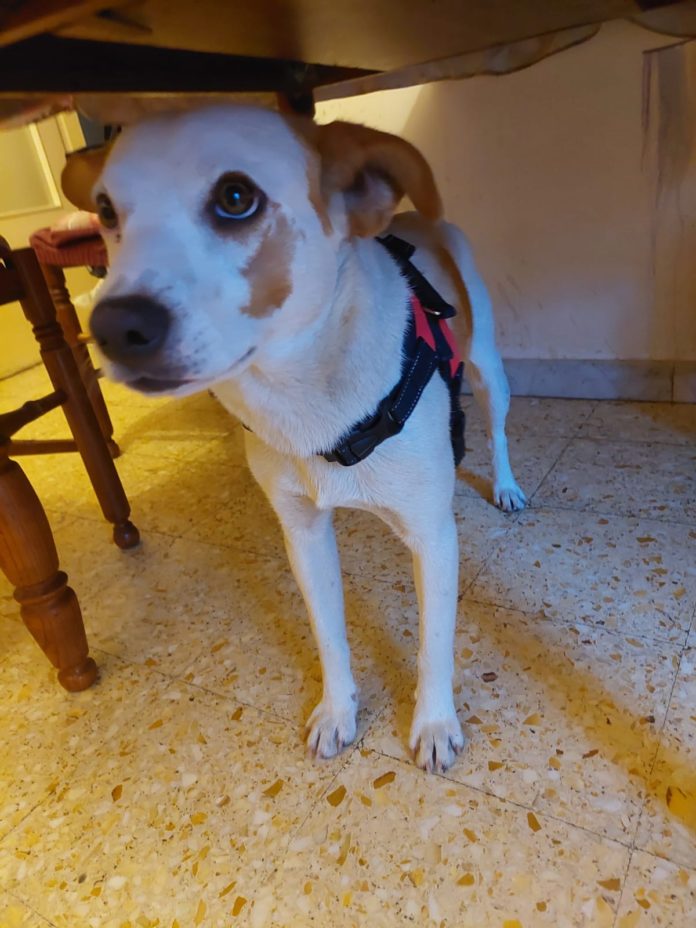 Campobasso, cagnolino smarrito cerca il suo padrone
