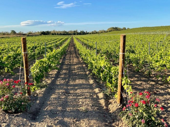 Molise, Regione concede le autorizzazioni per i nuovi impianti viticoli