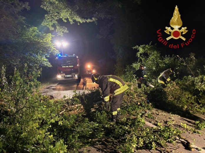 Carovilli, albero secolare cade sulla Provinciale: traffico bloccato Carovilli albero