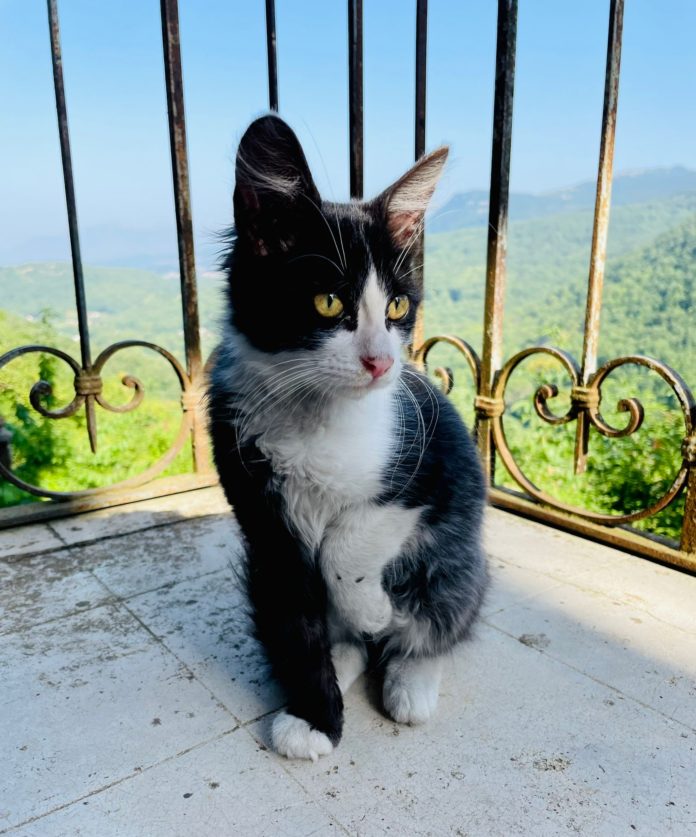 Tenera gattina cerca casa