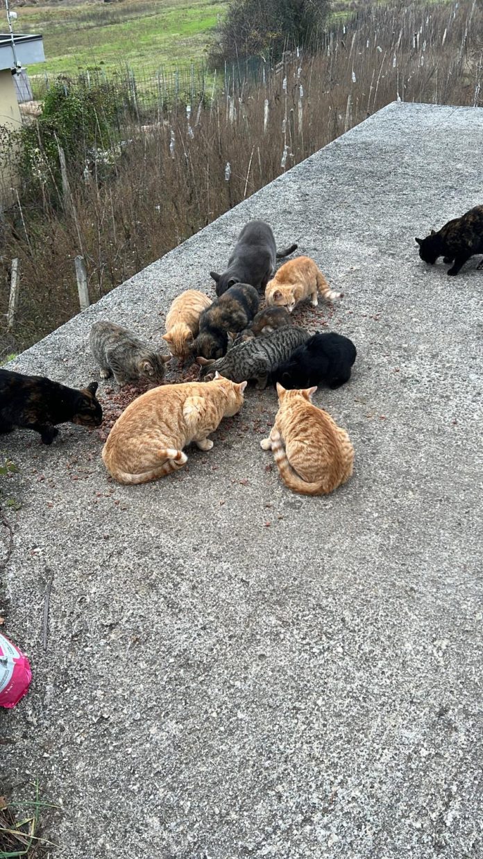 Isernia, gatti in pericolo: l’appello dei residenti