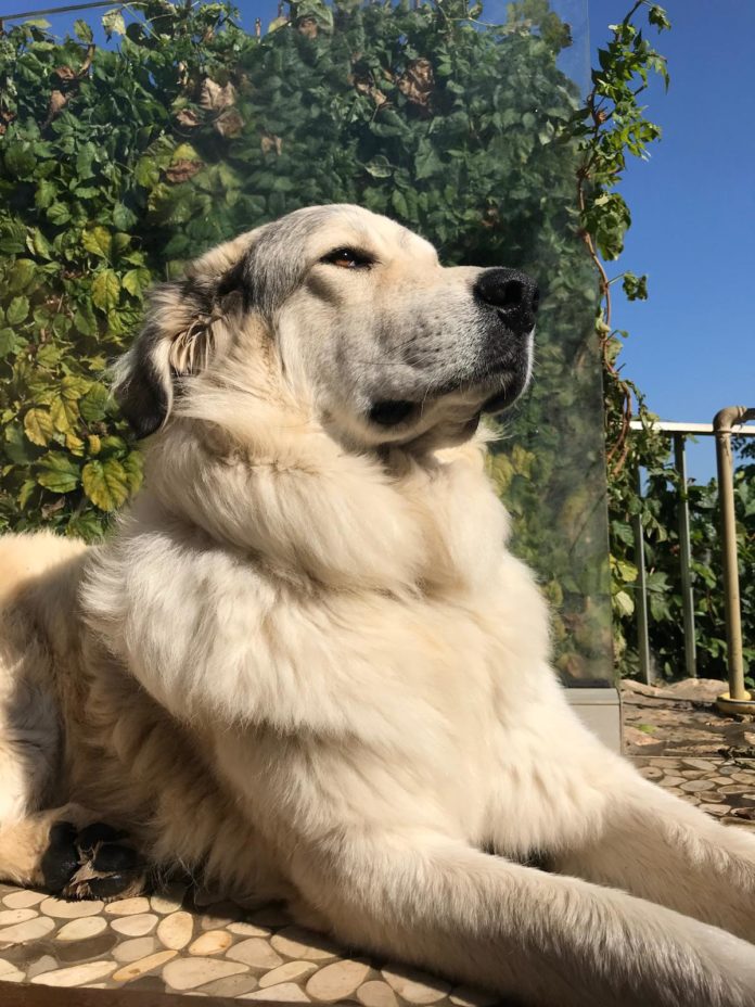 La storia di Attila, vittima dei fuochi d’artificio improvvisati