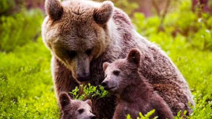 Uccise l’orsa Amarena, rinviato a giudizio. Al processo 48 parti civili