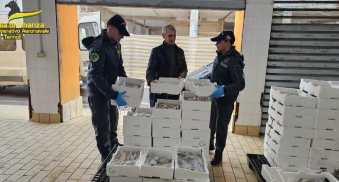 Termoli: sequestrata dalla Guardia di Finanza quasi una tonnellata di pescato non tracciato, donato alle mense dei poveri
