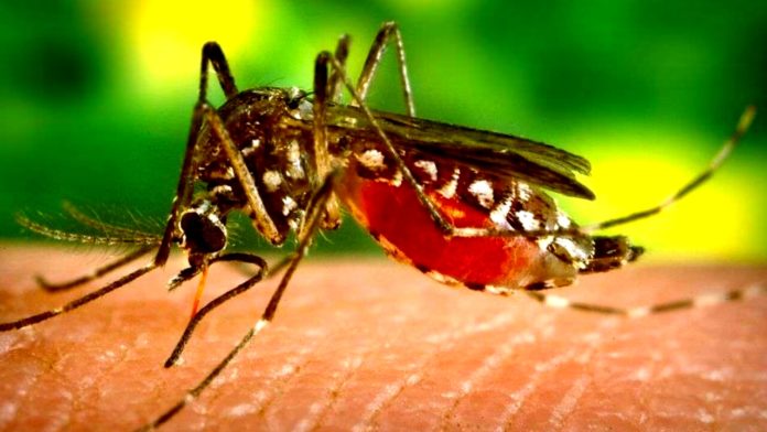 West Nile, ASREM attiva protocollo per zanzare in provincia di Isernia