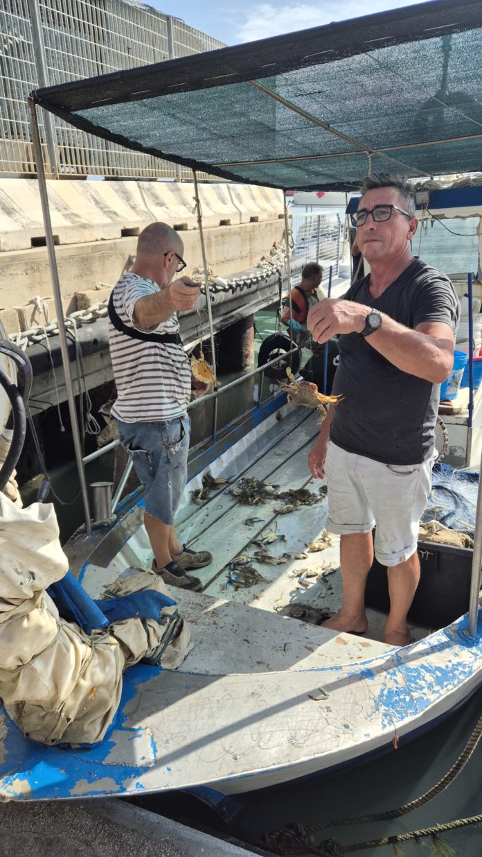 Piccola pesca e vongolare in crisi, il granchio blu distrugge le reti