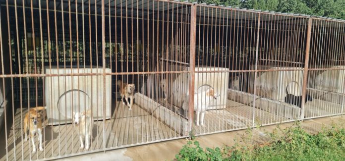 Canile municipale a Termoli, sopralluogo dell’assessore all’ambiente Silvana Ciciola