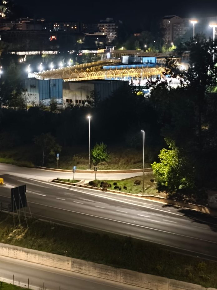 Emergenza cinghiali, avvistati di nuovo sulla tangenziale a Campobasso: automobilista ne travolge uno