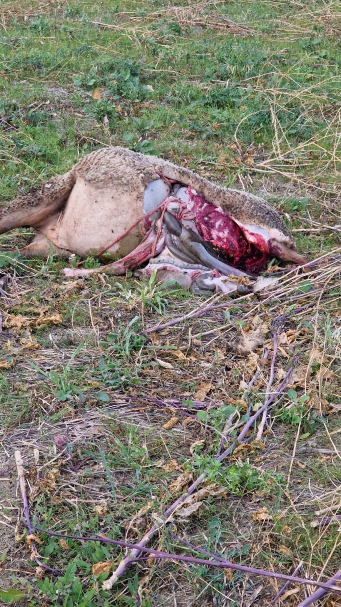 Branco di lupi aggredisce un gregge nelle campagne di Trivento, sbranata una pecora