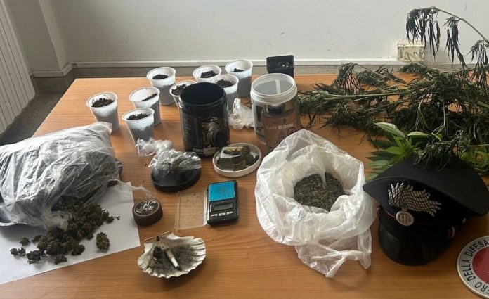 Riccia, carabinieri arrestano giovane con 300 grammi di marijuana e hashish. Coltivava cannabis