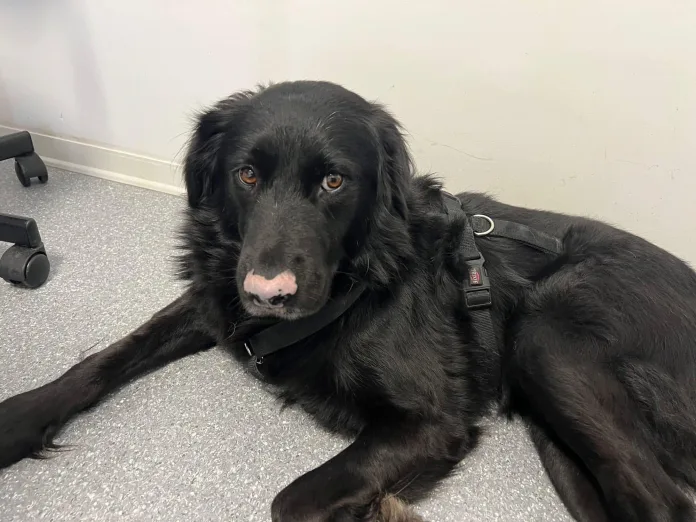 Appello per un’adozione di un amico a quattro zampe